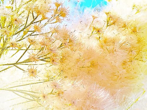 ColorMoods:BroomBlooms1 Art Print
