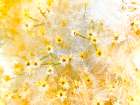 ColorMoods:BroomBlooms2 Art Print