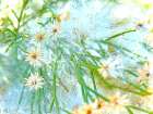ColorMoods:BroomBlooms3 Art Print