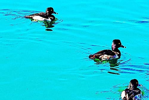 ColorMoods:Ducks4 Art Print