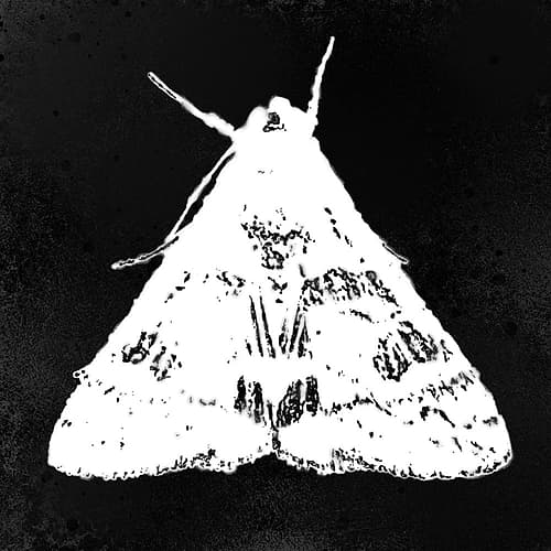ColorMoods:Moth2 Art Print
