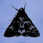 ColorMoods:Moth5 Art Print