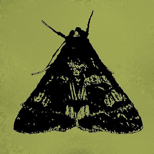 ColorMoods:Moth7 Art Print