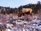 Estes Park 1: Elk Art Print
