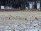Estes Park 2: Elk Herd Art Print