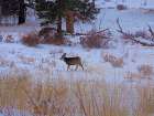 Estes Park 3: Elk Calf Art Print