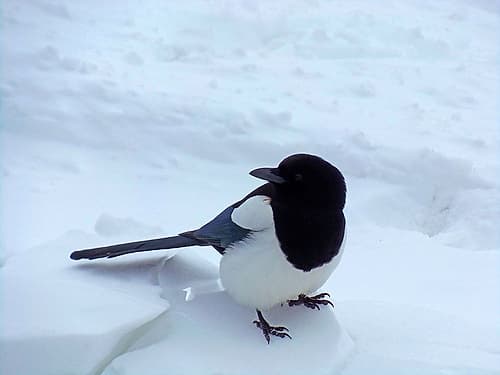Magpie Art Print