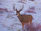Estes Park 4: Bull Deer I Art Print