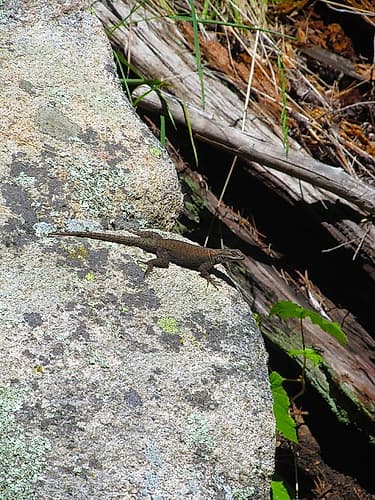 Lizard I Animaux reproduction