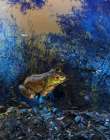 Frog I Art Print