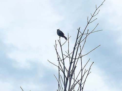Bird Silhouette: Original Art Print