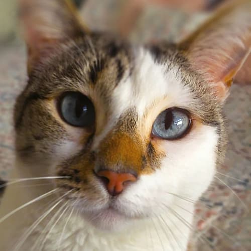 Gato Art Print