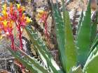 Rock Echeveria II W/ Agave Art Print