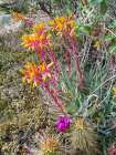Rock Echeveria III W/ Hedgehog Cactus Art Print