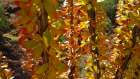 Ocotillo I: Fall Colors Art Print