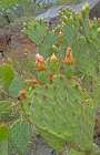 Prickly Pear I: Heart Art Print
