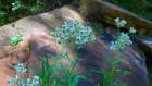 Pearly Everlasting Art Print