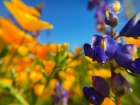 Wildflower III Art Print