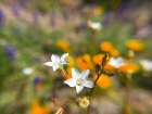 Wildflower VI Art Print