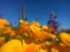 Wildflower VIII Art Print
