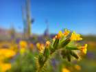Wildflower VIII Art Print