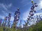Wildflowers XI, Lupine Art Print