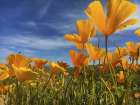 Wildflowers XII Art Print