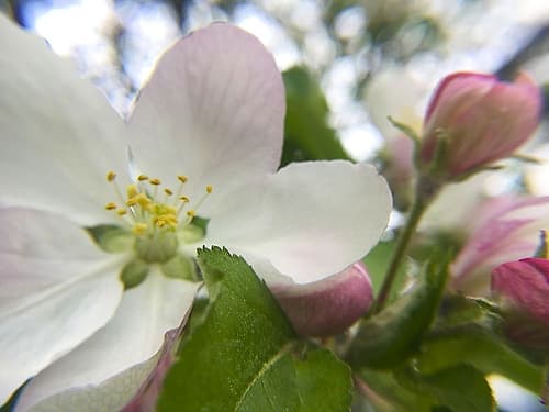 Apple Blossoms I Art Print