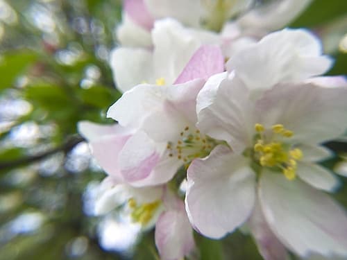 Apple Blossoms II Art Print