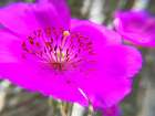Rock Purslane Bloom I Art Print