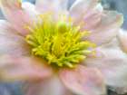 Cactus Flower I Art Print