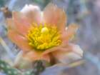 Cactus Flower II Art Print