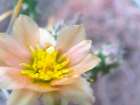 Cactus Flower III Art Print
