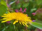 Dandelion Art Print