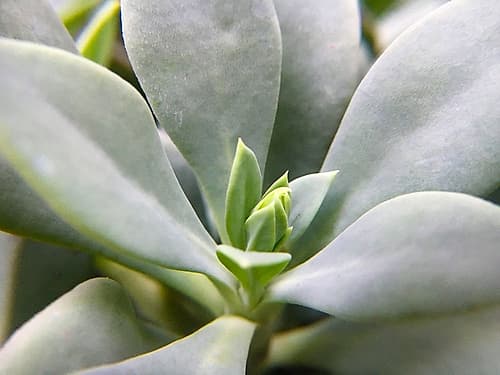 Rock Purslane Art Print
