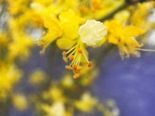 Tree In Bloom I Art Print