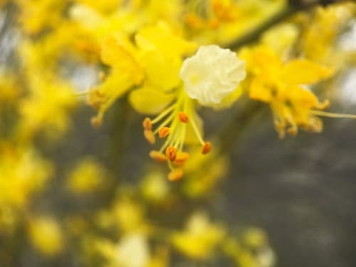 Tree In Bloom II Art Print