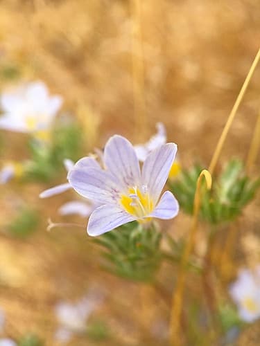 Purple Flower I Art Print