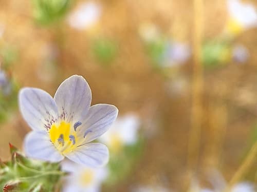 Purple Flower II Art Print