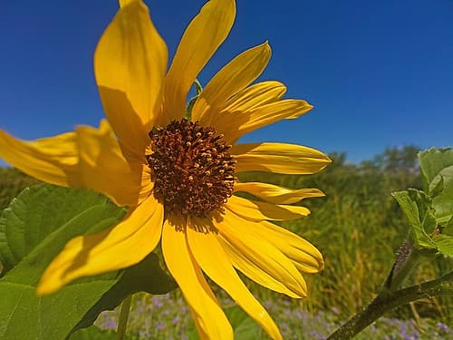 Sunflower IV Art Print