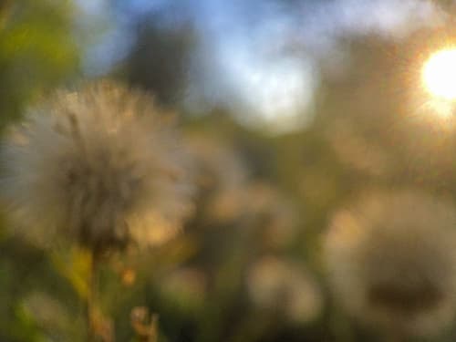 Golden Hour II Impressionniste reproduction