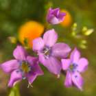 Purple Flower Blue Anthers I a Art Print