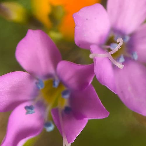 Purple Flower Blue Anthers I a Art Print