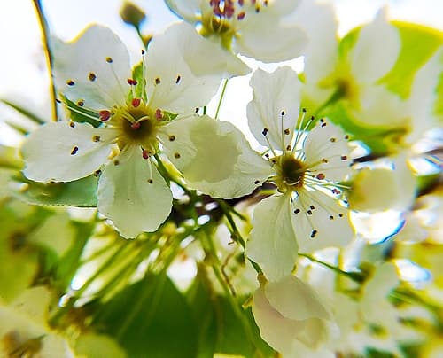 Hawthorn Bloom II Art Print