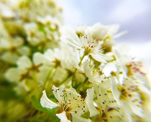 Hawthorn Bloom III Art Print