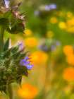 Wildflowers XLII Art Print