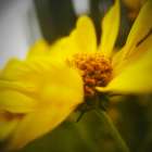 Brittlebush Art Print