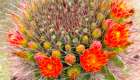 Barrel in Bloom IV Art Print