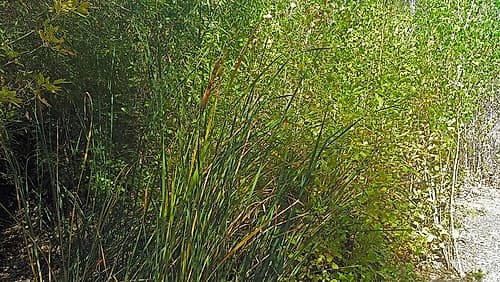 Roper Lake IV: Grasses III Landscape Print