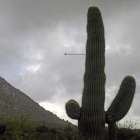 Saguaro Arrow Art Print